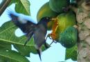 Jungle mynah feeding on papaya